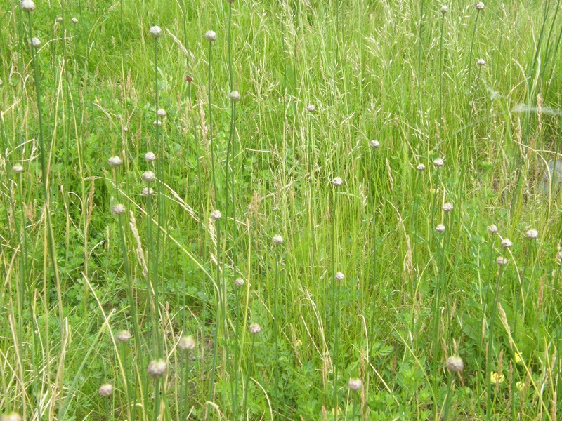 Field Garlic