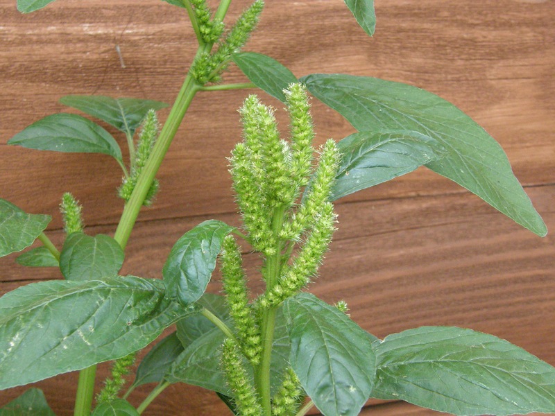 Redroot Amaranth