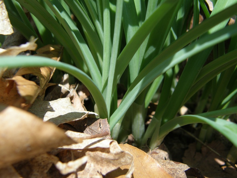Common Snowdrop