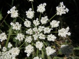Queen Anne's Lace