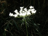 Queen Anne's Lace