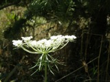 Queen Anne's Lace