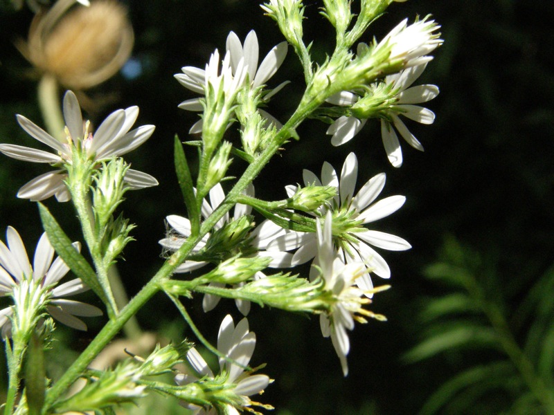 Calico Aster