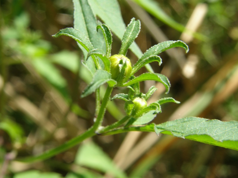 Devil's Beggarticks