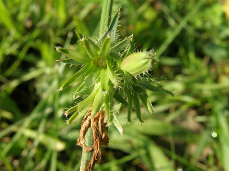 Chicory