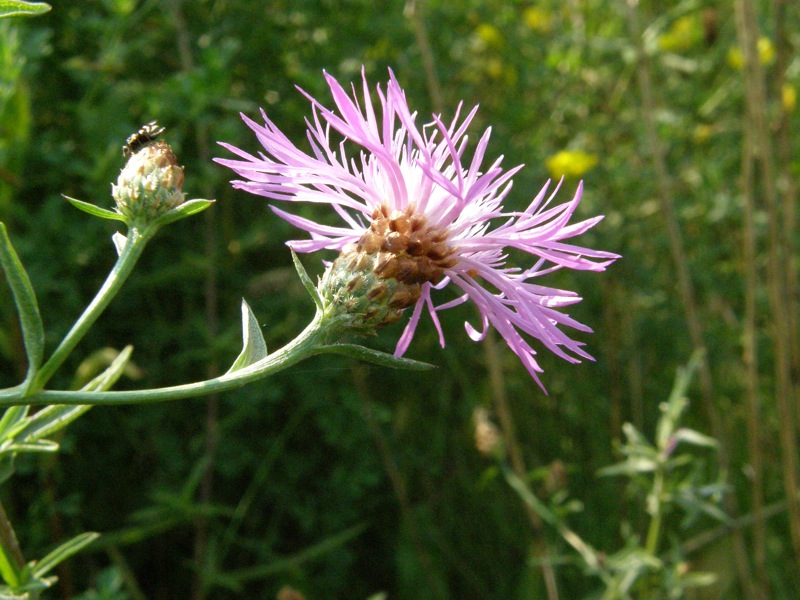 Brown Knapweed