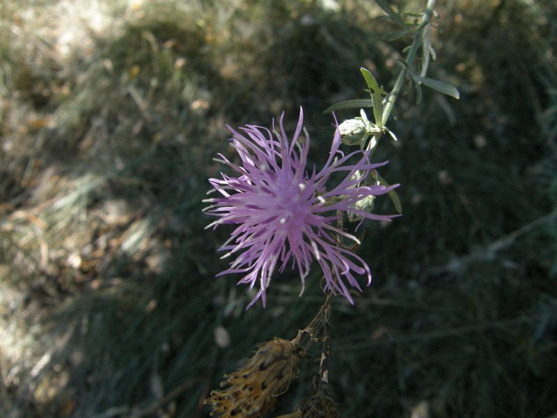 Spotted Knapweed