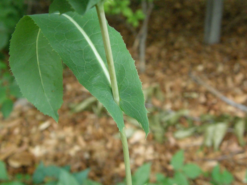 Prickly Lettuce