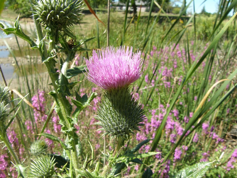 Bull Thistle