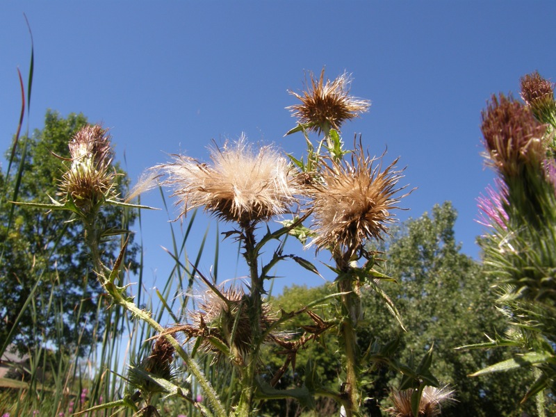 Bull Thistle