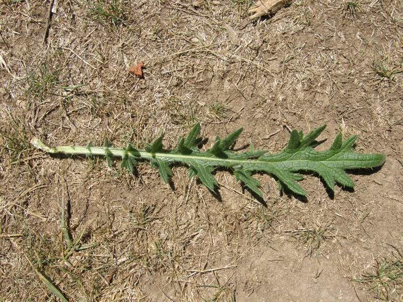 Bull Thistle
