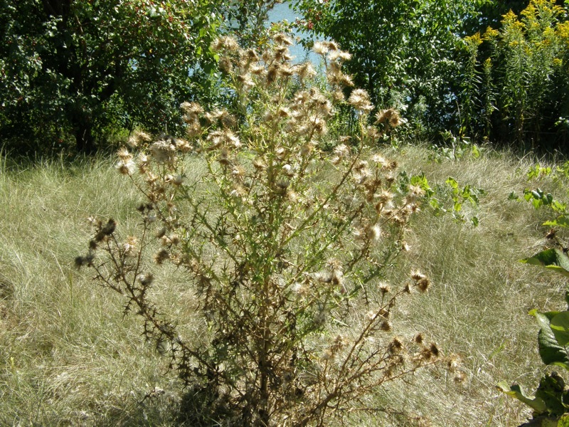 Bull Thistle
