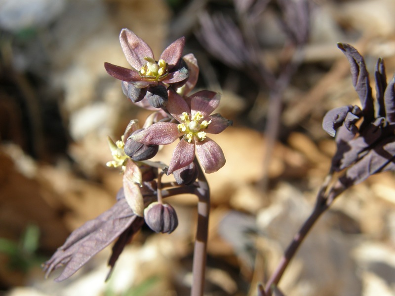Blue Cohosh