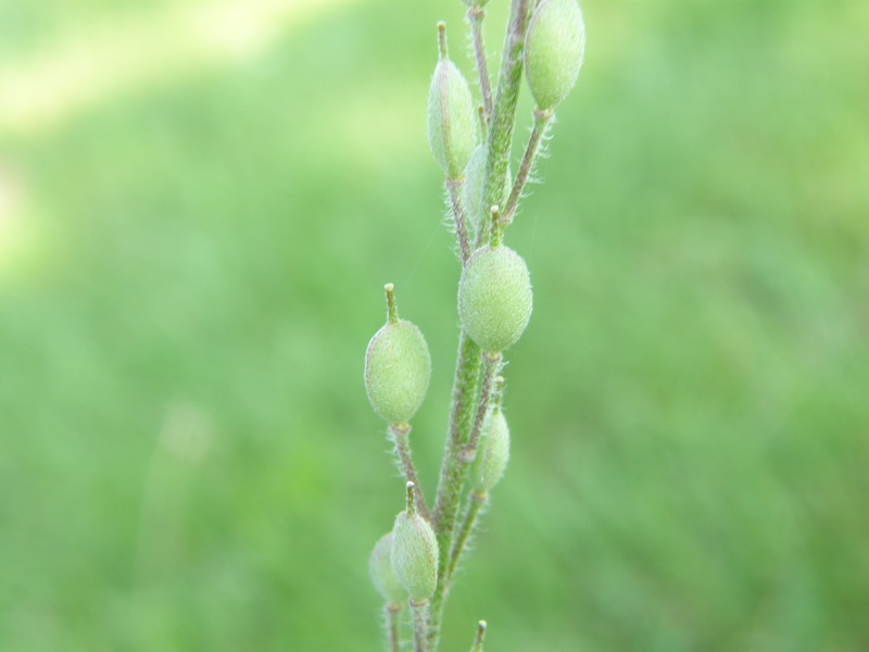 Hoary Alyssum