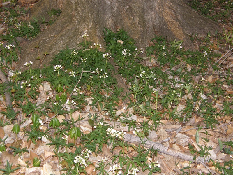 Cutleaf Toothwort