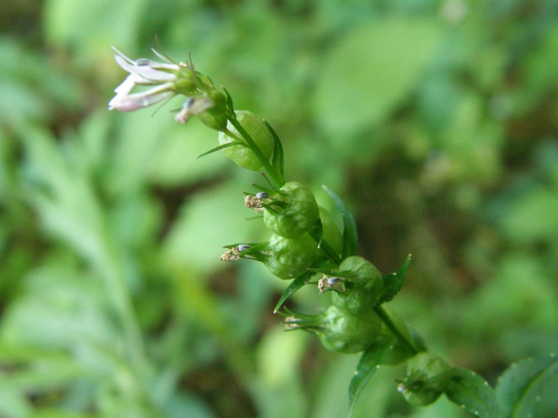 Indian Tobacco