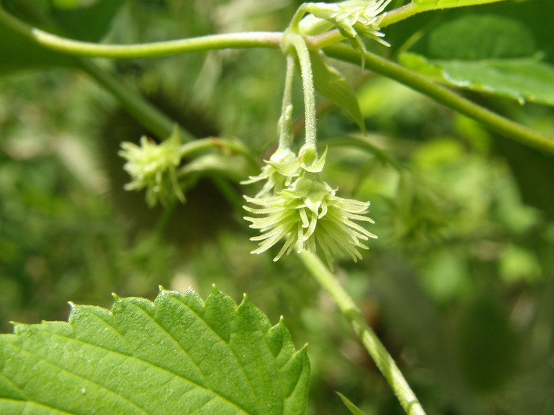 Common Hops