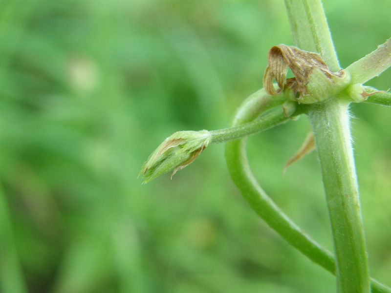 Common Hops