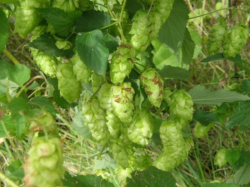 Common Hops