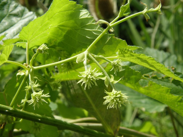 Common Hops