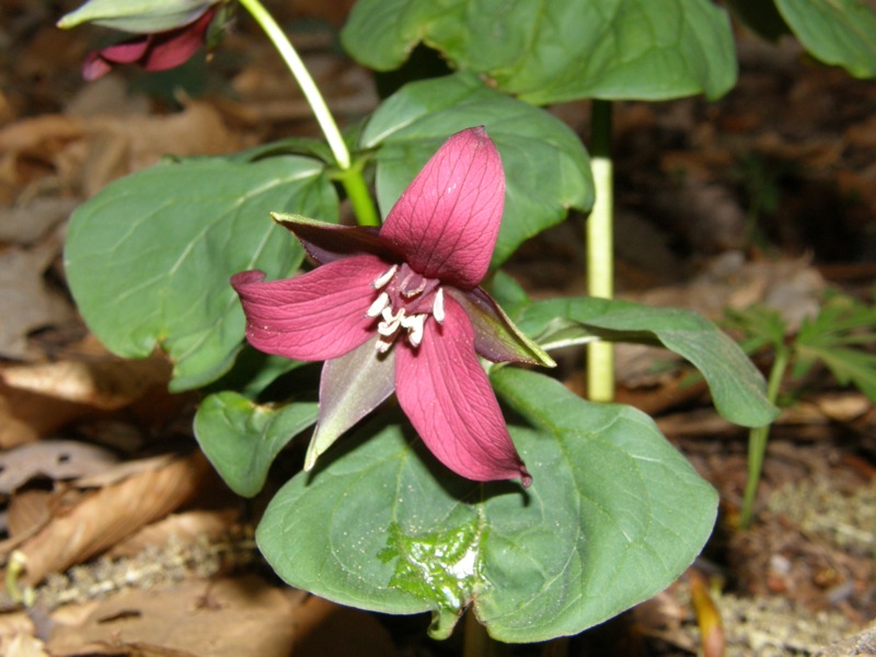 Purple Trillium