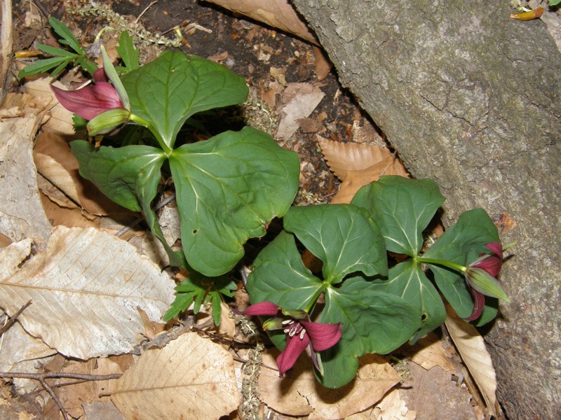 Purple Trillium