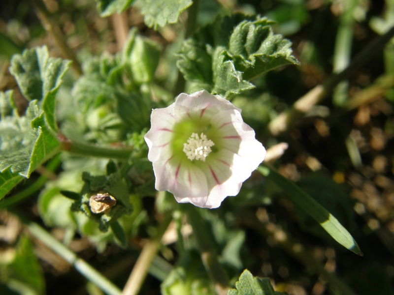 Common Mallow
