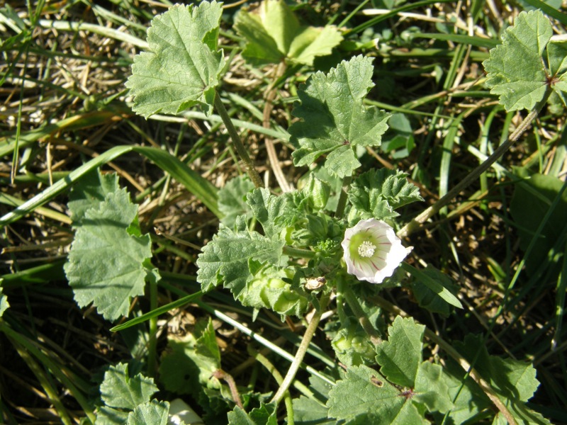 Common Mallow
