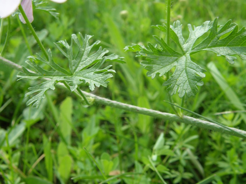 Musk Mallow