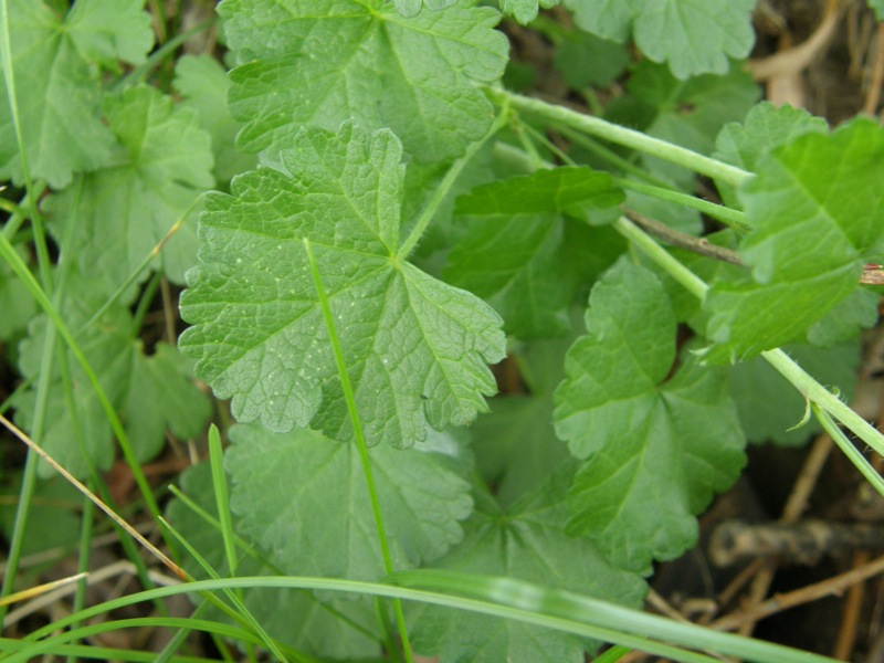 Musk Mallow