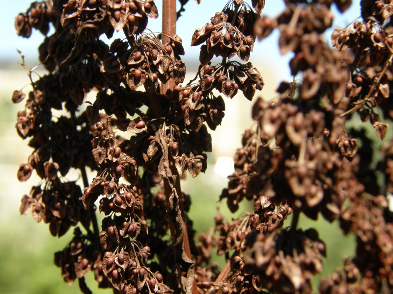 Curly Dock