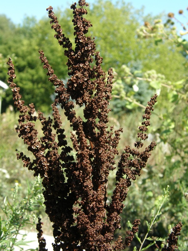 Curly Dock