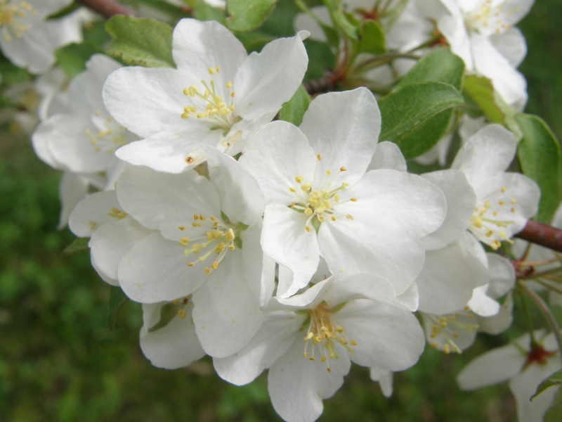 Crab Apple