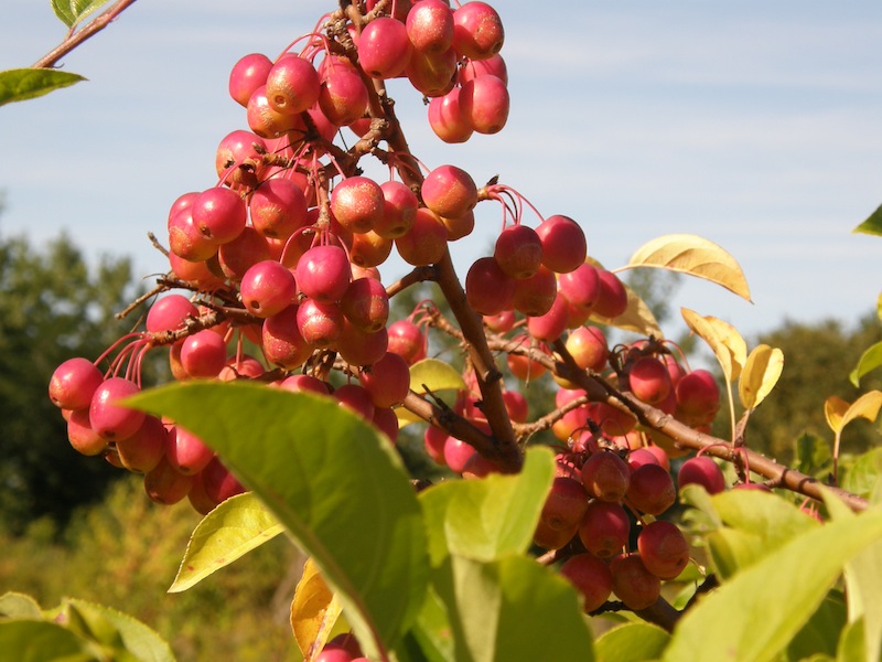 Crab Apple