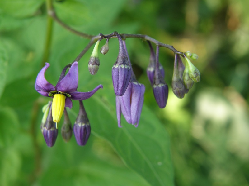 Bittersweet Nightshade