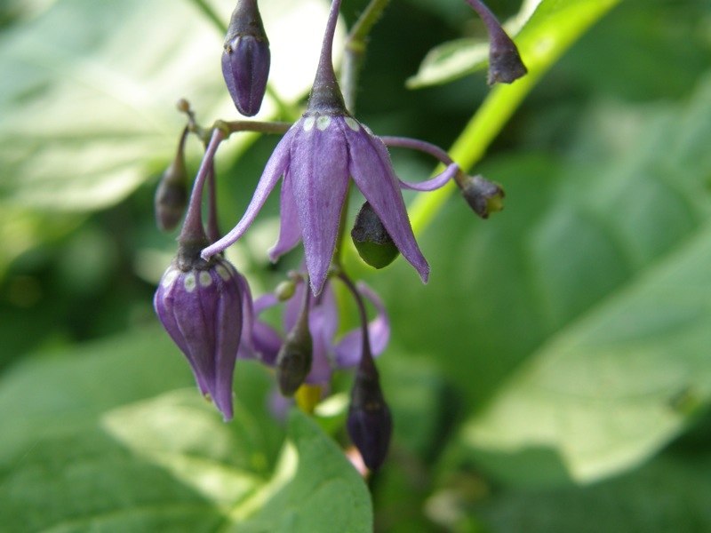 Bittersweet Nightshade