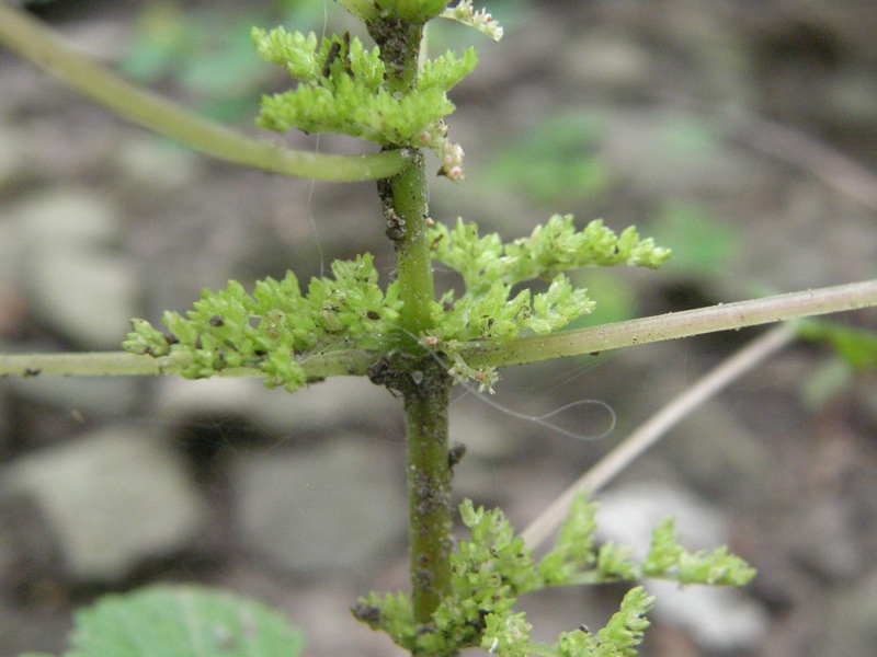 Clearweed