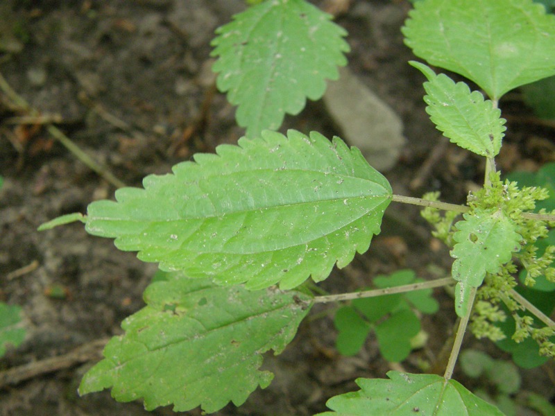 Clearweed